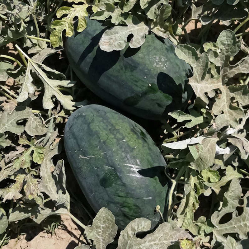 【优选】精品黑美人西瓜对接电商市场商超可视频看货