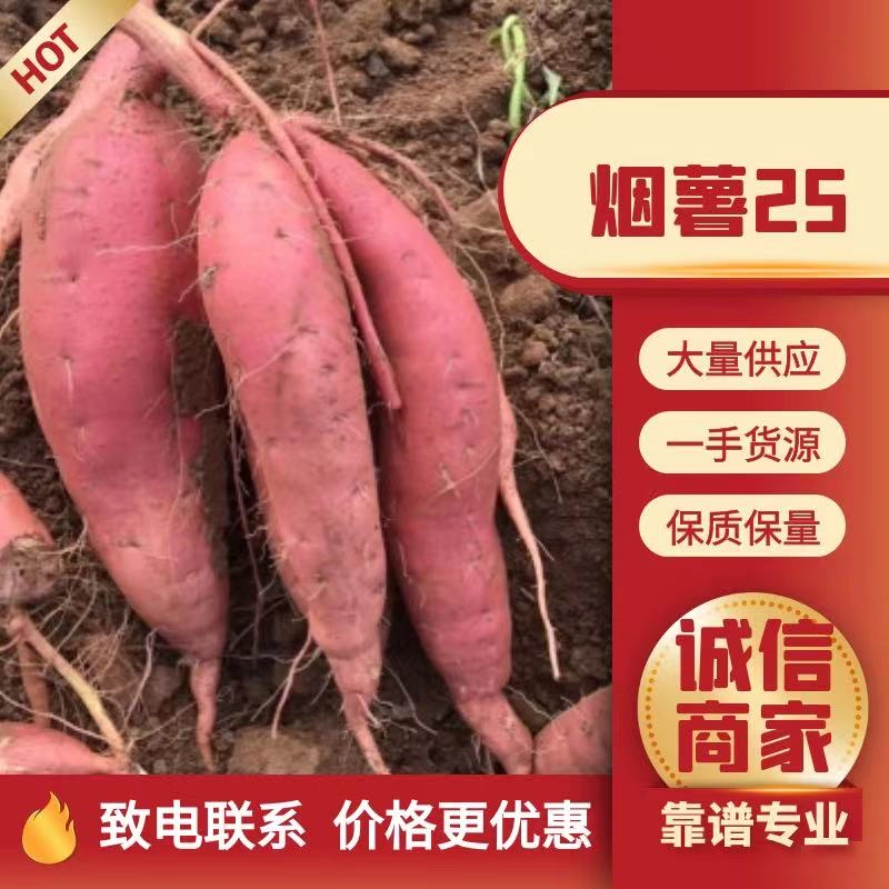 【烟薯25】大量上市对接商超电商平台软糯香甜欢迎订购