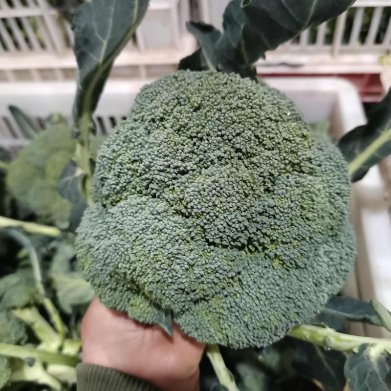 神良2505西兰花种子早熟耐热蕾中等绿花菜花椰菜基地型