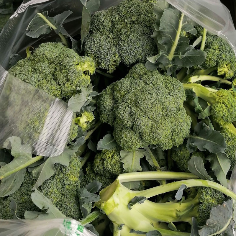 神良2505西兰花种子早熟耐热蕾中等绿花菜花椰菜基地型