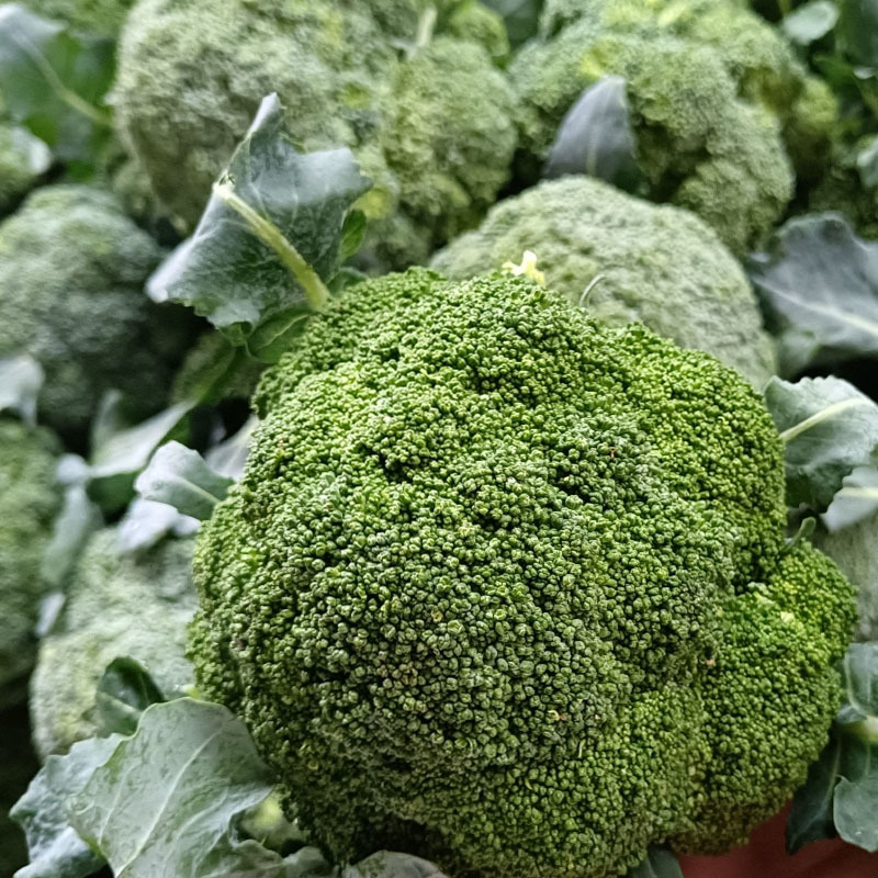 神良2505西兰花种子早熟耐热蕾中等绿花菜花椰菜基地型