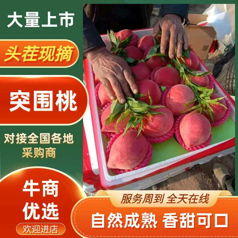 【精品】突围桃毛桃山东潍坊大量上市口感脆甜欢迎来电