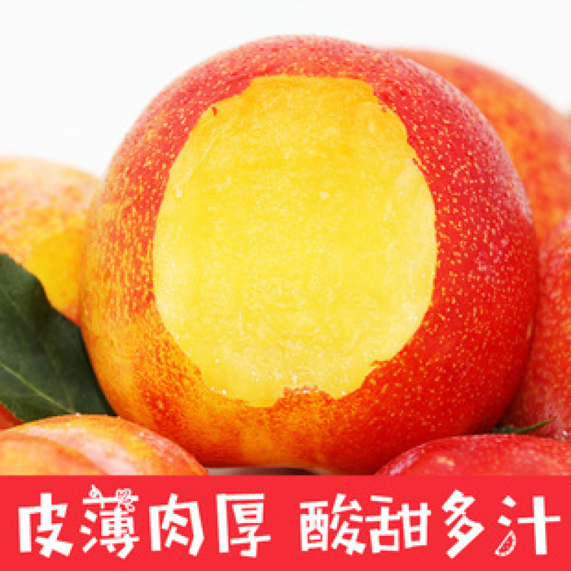 葫芦岛精品【大红袍李子】肉厚核小大量供货产地直发