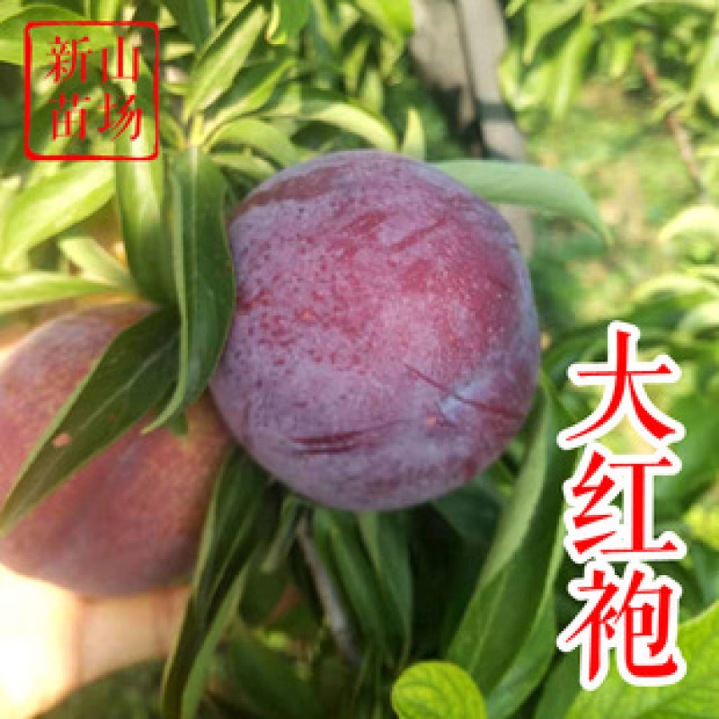 葫芦岛精品【大红袍李子】肉厚核小大量供货产地直发