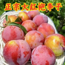 葫芦岛精品【大红袍李子】肉厚核小大量供货产地直发