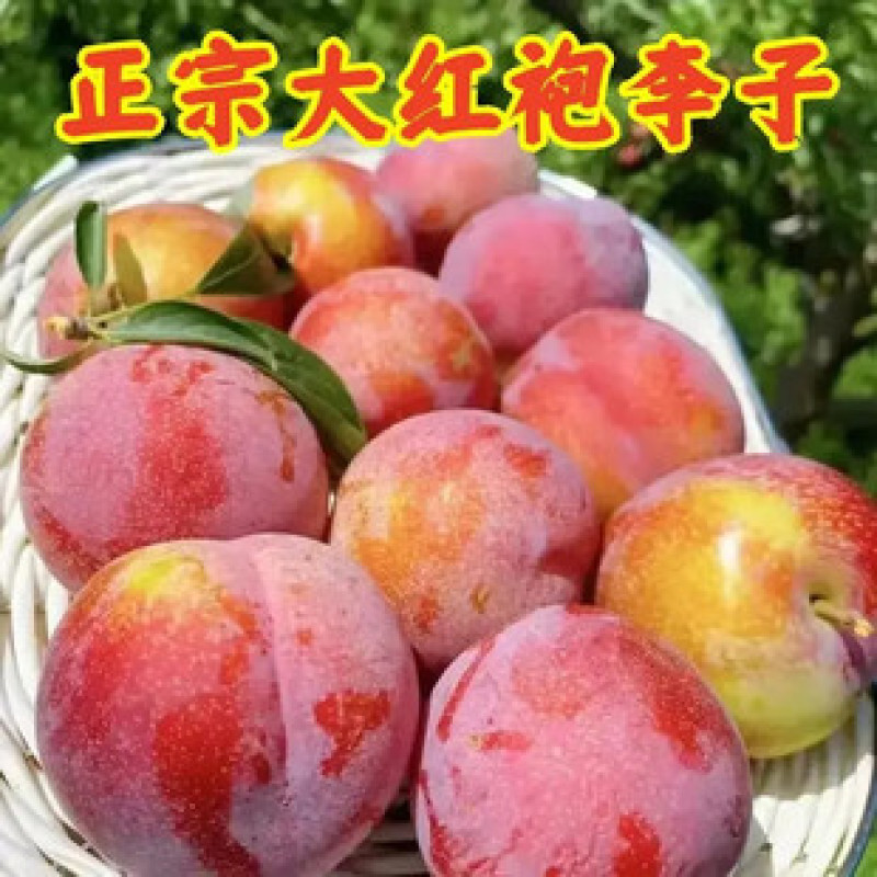 葫芦岛精品【大红袍李子】肉厚核小大量供货产地直发