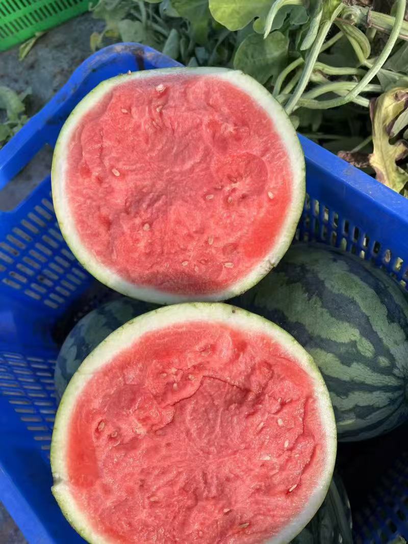 开封通许西瓜，大量现货速发，精品西瓜保质保量欢迎选购