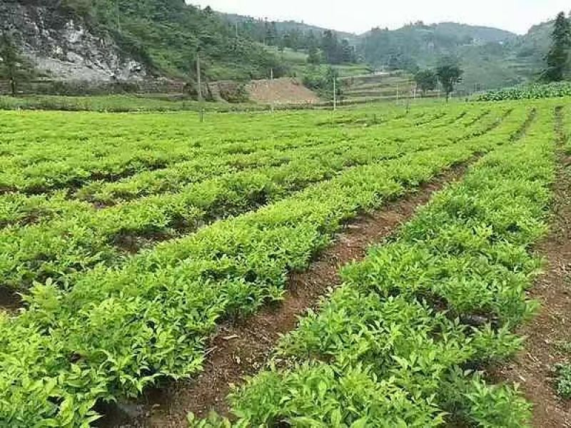 云南精品魔芋种子，魔芋一代二代种，免费技术，欢迎咨询