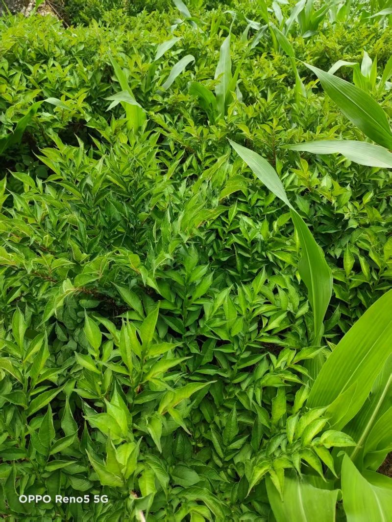 云南精品魔芋种子，魔芋一代二代种，免费技术，欢迎咨询