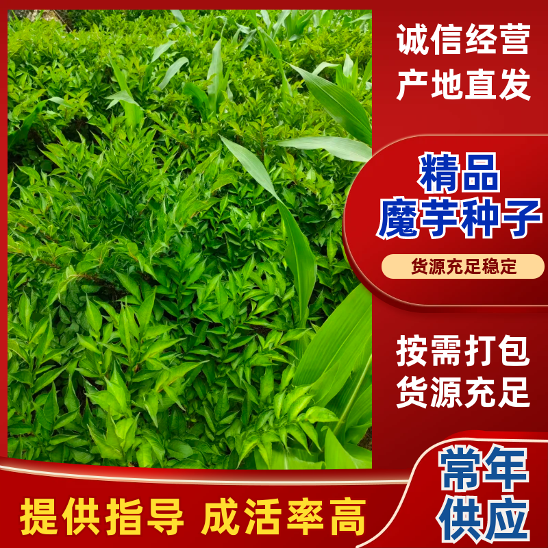 云南精品魔芋种子，魔芋一代二代种，免费技术，欢迎咨询