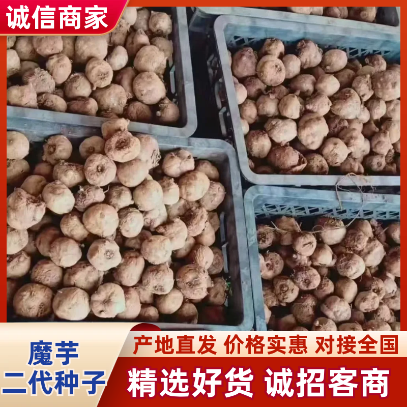 一代二代精品魔芋种子，免费技术，签回收合同，