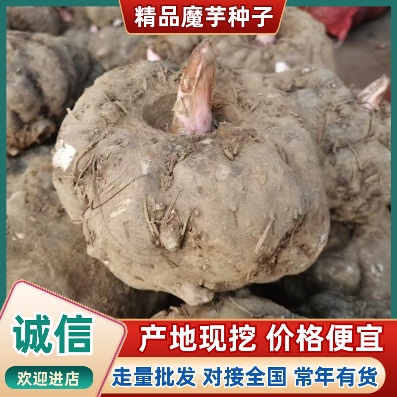 魔芋种子，精品云南花魔芋一代二代种，免费技术，上门回收