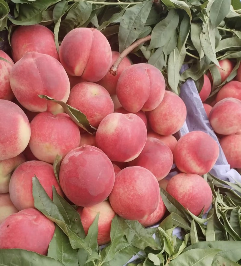 突围桃桃子🍑现摘现发量大从优品质保障可对接全国电商市场