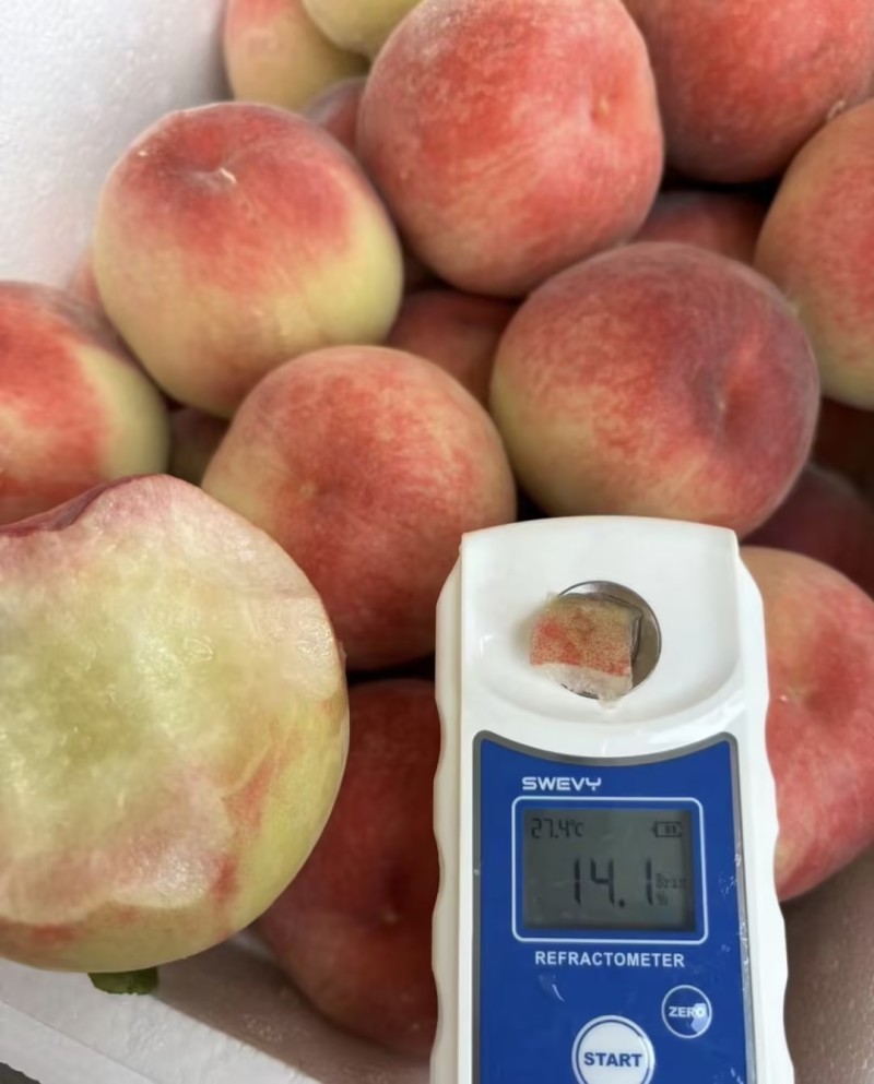 突围桃桃子🍑现摘现发量大从优品质保障可对接全国电商市场