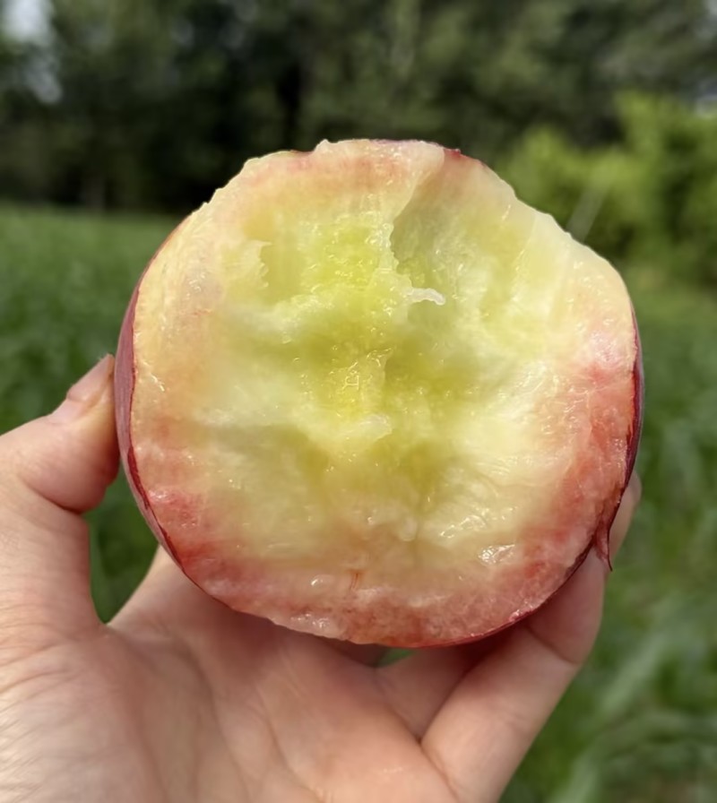 【热卖推荐】精品桃山东突围桃几十万斤品质保障可对接
