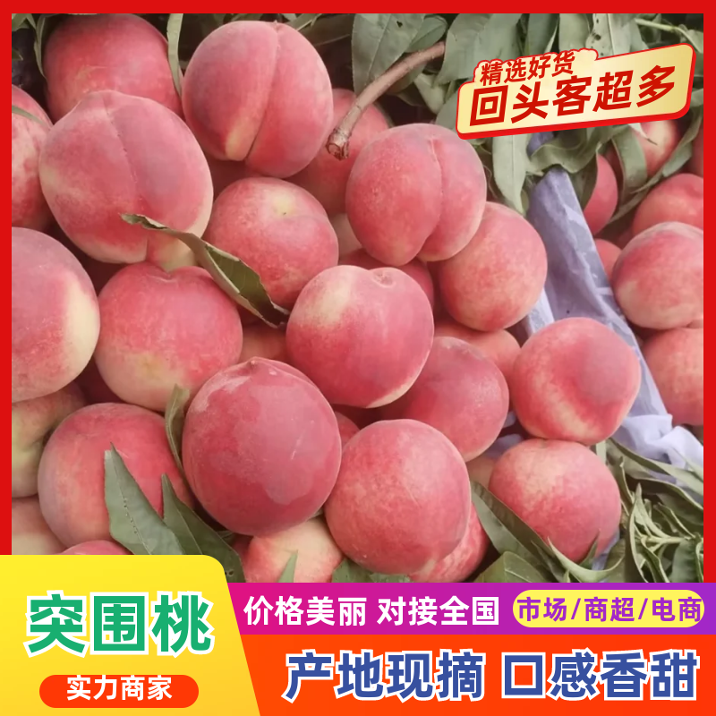 突围桃桃子🍑现摘现发量大从优品质保障可对接全国电商市场
