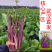湖北原装正品伟峰70中熟红菜苔种子小叶紫红无蜡粉红菜苔