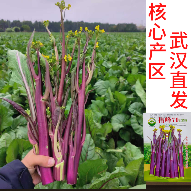 湖北原装正品伟峰70中熟红菜苔种子小叶紫红无蜡粉红菜苔