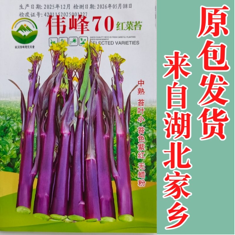 湖北原装正品伟峰70中熟红菜苔种子小叶紫红无蜡粉红菜苔
