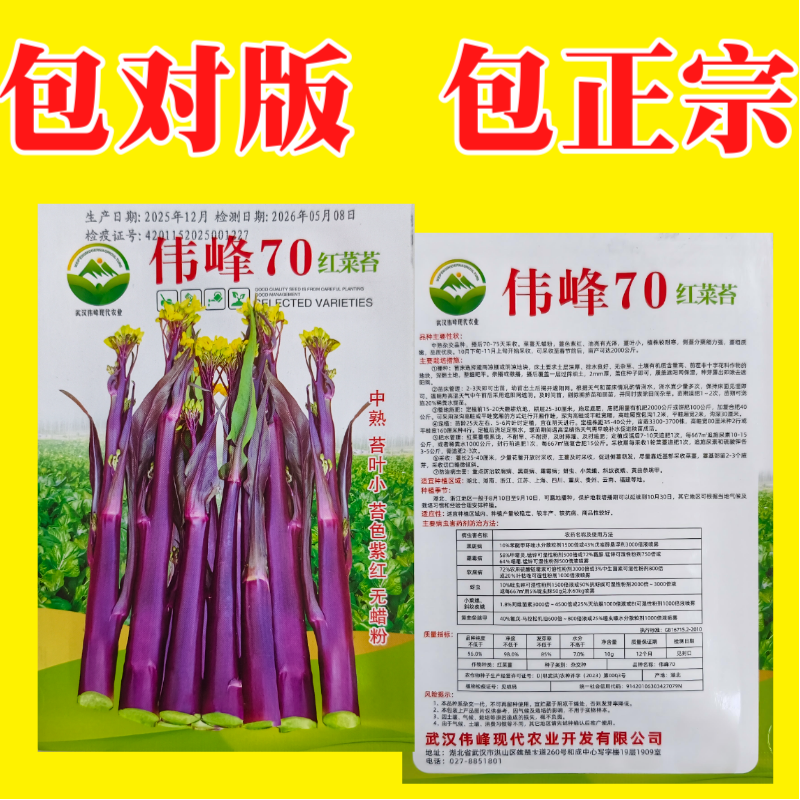 湖北原装正品伟峰70中熟红菜苔种子小叶紫红无蜡粉红菜苔