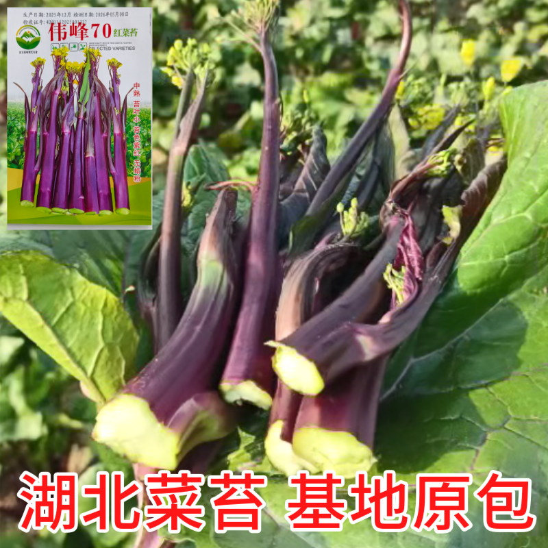 湖北原装正品伟峰70中熟红菜苔种子小叶紫红无蜡粉红菜苔
