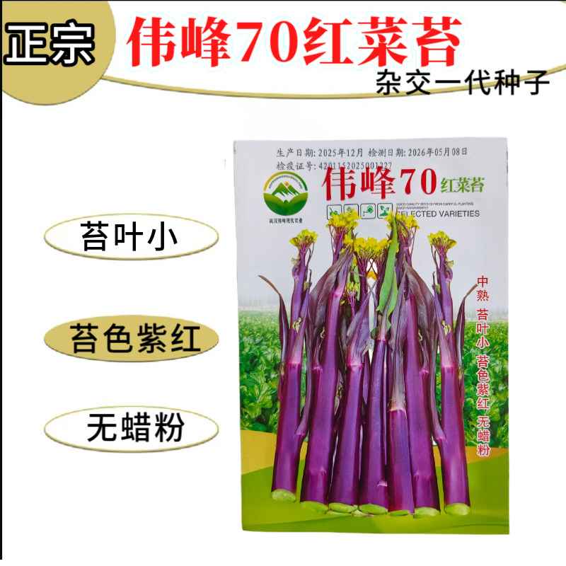 湖北原装正品伟峰70中熟红菜苔种子小叶紫红无蜡粉红菜苔