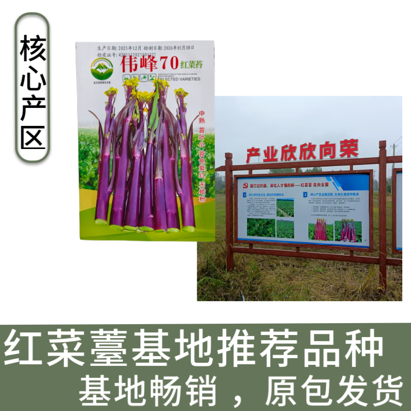湖北原装正品伟峰70中熟红菜苔种子小叶紫红无蜡粉红菜苔