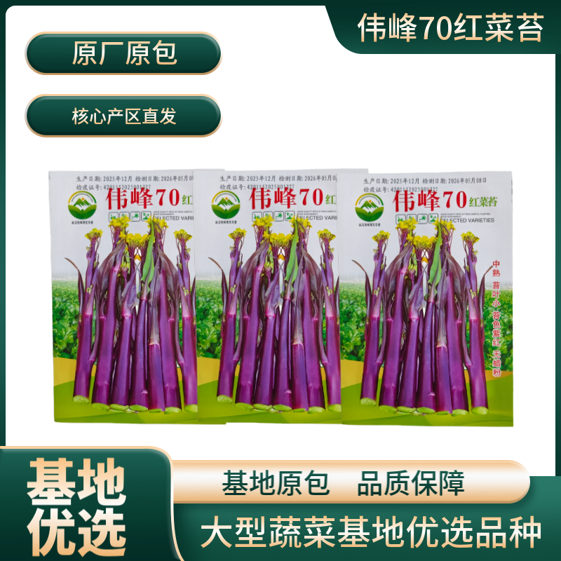 湖北原装正品伟峰70中熟红菜苔种子小叶紫红无蜡粉红菜苔