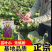 湖北原装正品伟峰70中熟红菜苔种子小叶紫红无蜡粉红菜苔