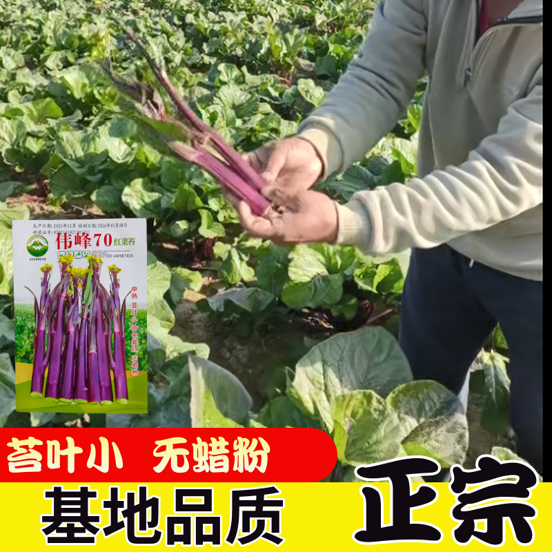 湖北原装正品伟峰70中熟红菜苔种子小叶紫红无蜡粉红菜苔