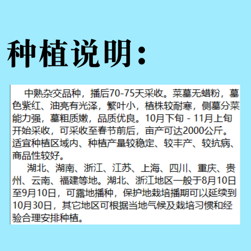 湖北原装正品伟峰70中熟红菜苔种子小叶紫红无蜡粉红菜苔