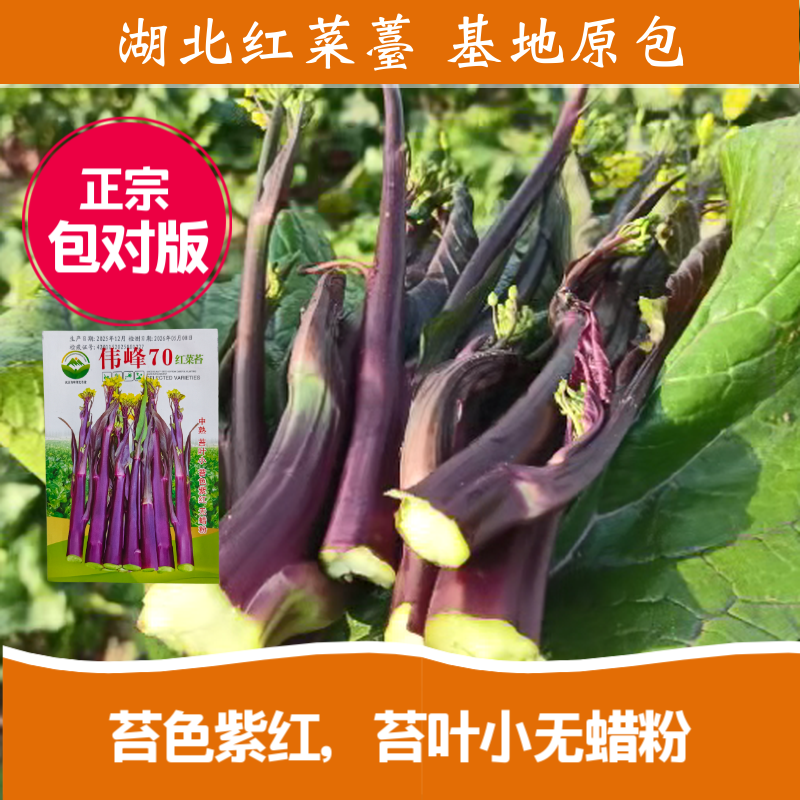 湖北原装正品伟峰70中熟红菜苔种子小叶紫红无蜡粉红菜苔