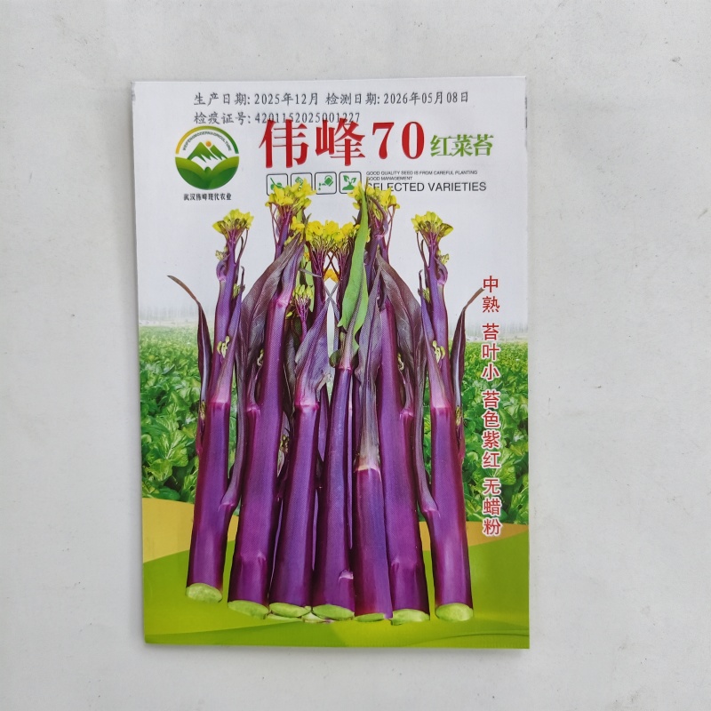 湖北原装正品伟峰70中熟红菜苔种子小叶紫红无蜡粉红菜苔
