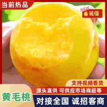 山东黄毛桃黄金蜜现摘脆甜多汁产地直供电商商超市场大量批发