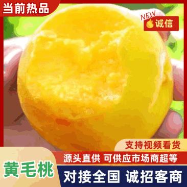 山东黄毛桃黄金蜜现摘脆甜多汁产地直供电商商超市场大量批发