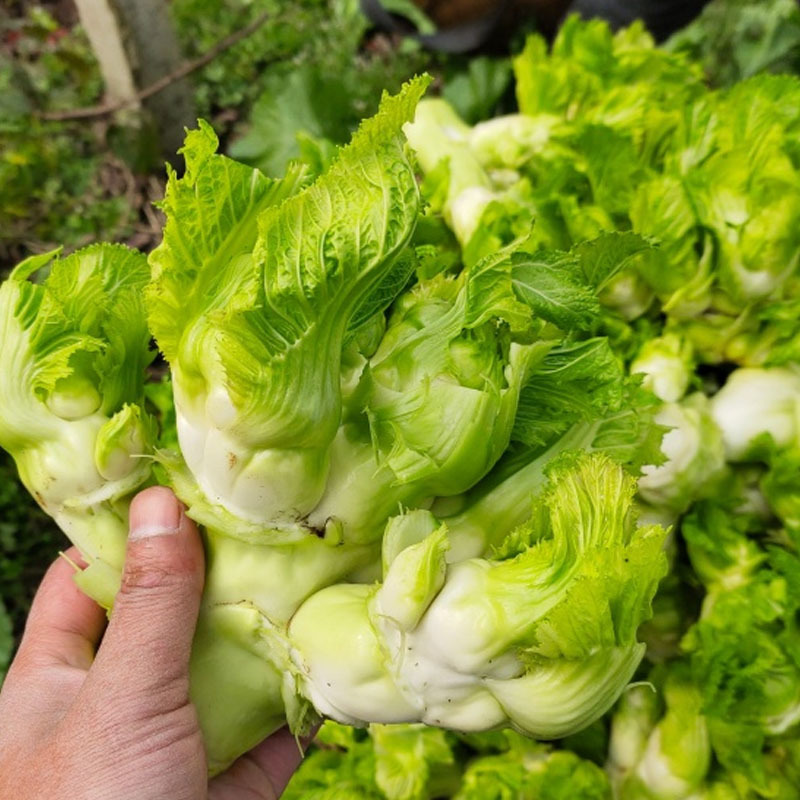儿菜种子中早熟永川儿菜庆菜籽蔬菜种籽南方秋季娃娃菜儿孑