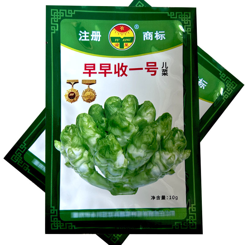 早熟儿菜种子早收一号抱子芥儿菜种籽娃娃菜大田基地型