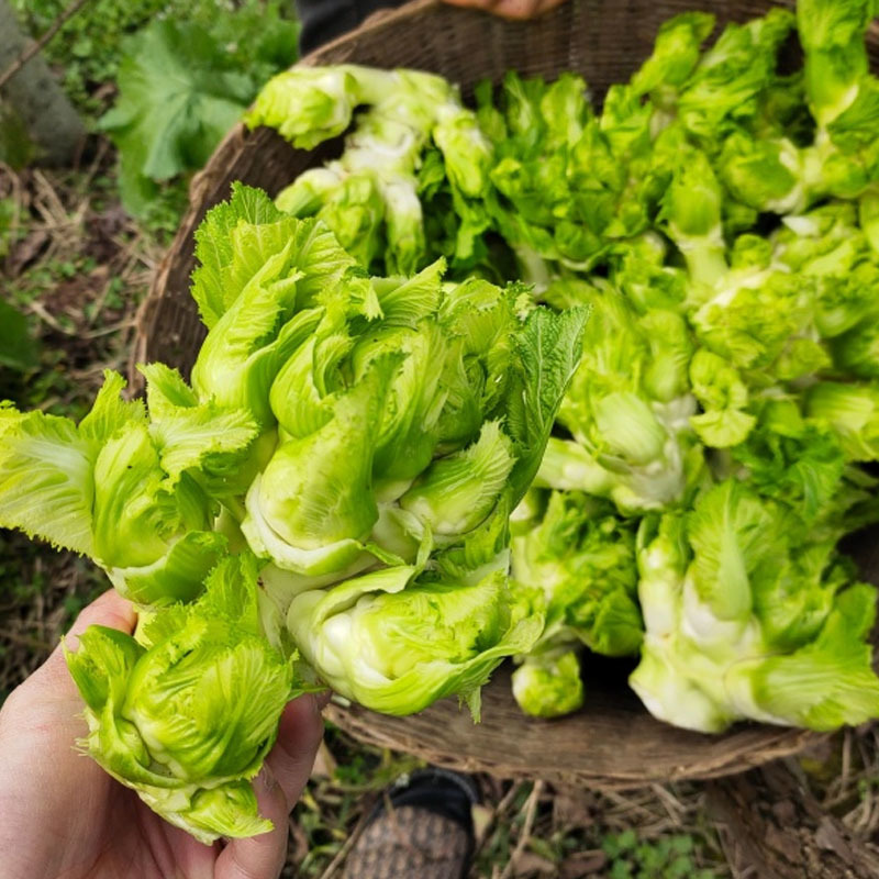 早熟儿菜种子早收一号抱子芥儿菜种籽娃娃菜大田基地型