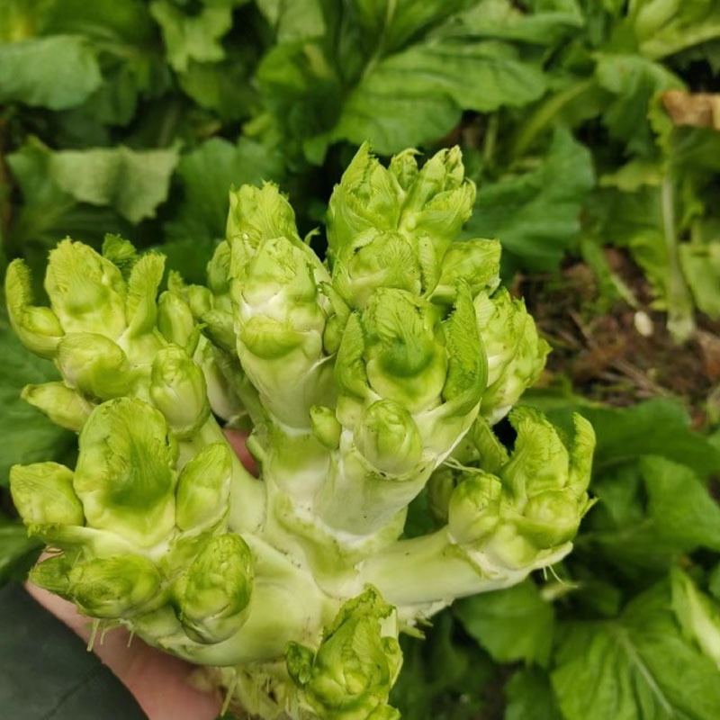 早熟儿菜种子早收一号抱子芥儿菜种籽娃娃菜大田基地型