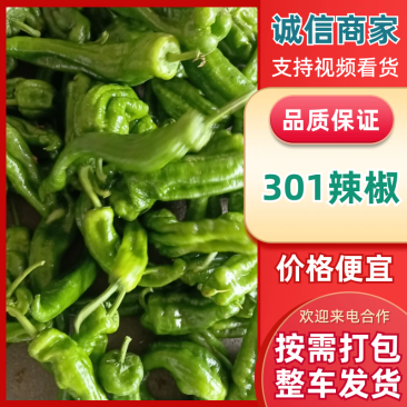 东台优质301辣椒肥沃土壤适宜气候为广大客户提供服务