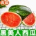 湖南精品黑美人西瓜/量大从优货源充足价格便宜