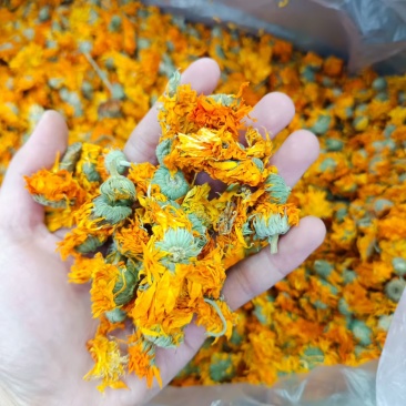 金盏菊花金盏花干花散装批发代发