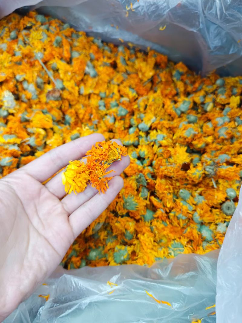 金盏菊花金盏花干花散装批发代发