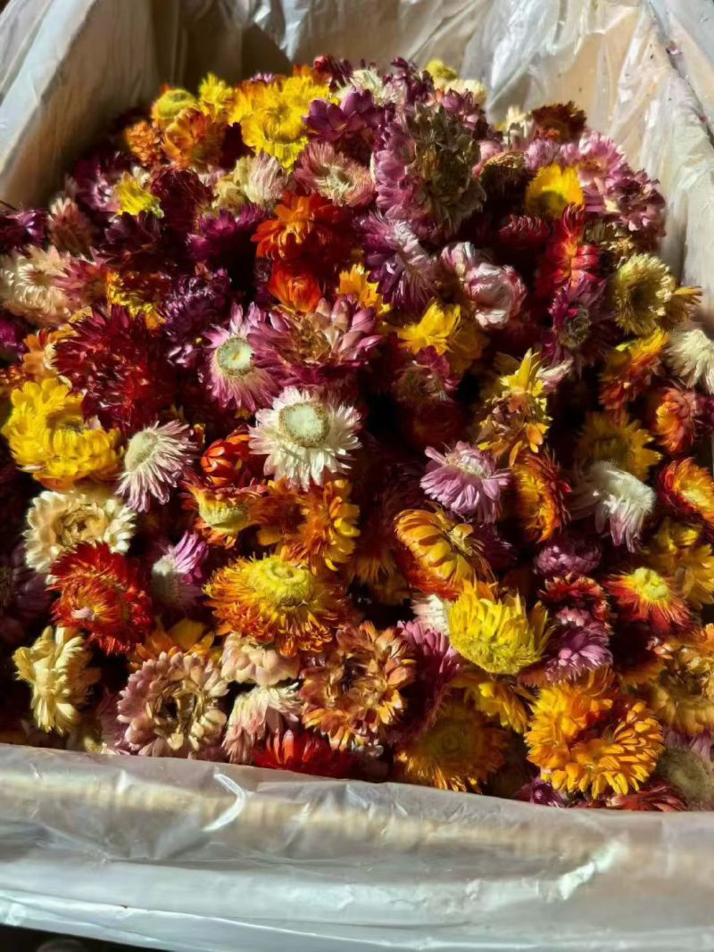 七彩菊七彩菊干花云南七彩菊花批发代发