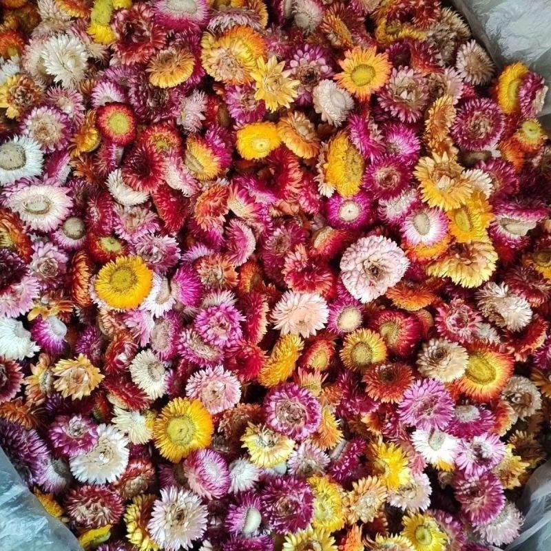 七彩菊七彩菊干花云南七彩菊花批发代发