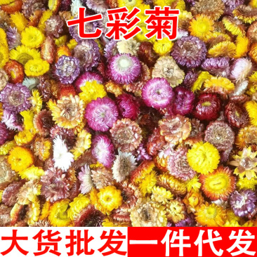 七彩菊七彩菊干花云南七彩菊花批发代发