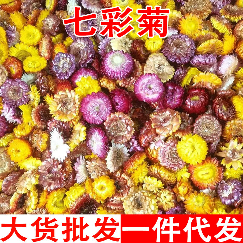 七彩菊七彩菊干花云南七彩菊花批发代发