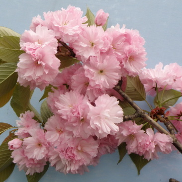 樱花