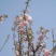 樱花树