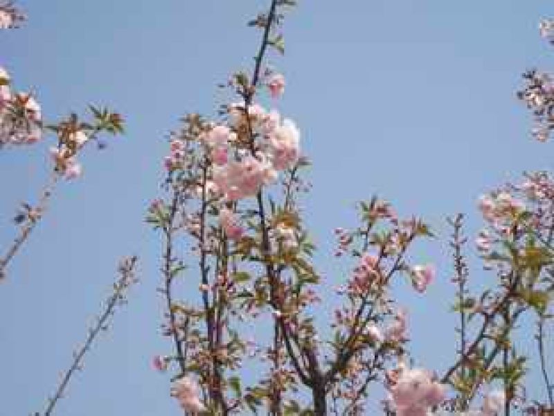 樱花树
